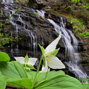 Waterfall and Trillium