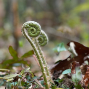 Fern Unfurling
