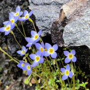 Bluets on an Outcrop